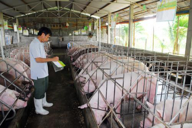 Giá lợn hơi tại Đồng Nai đang nhích lên