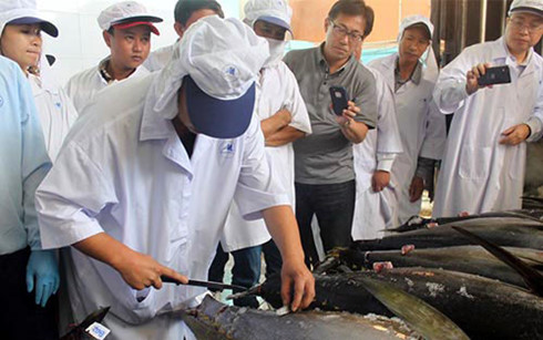   Xuất khẩu cá ngừ của Việt Nam sang Nhật Bản giảm xuống vị trí thứ 6.(Ảnh minh họa: KT)  
