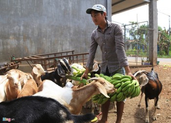 Giá giảm 10 lần, nông dân bất lực nhìn chuối rụng vàng gốc