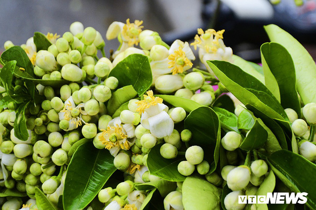 Hoa bưởi đầu mùa, giá tới 300.000 đồng/kg vẫn hút khách Hà Nội - Ảnh 8.