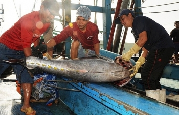 Giá cá ngừ đại dương thấp, ngư dân đánh bắt xuyên Tết thất thu