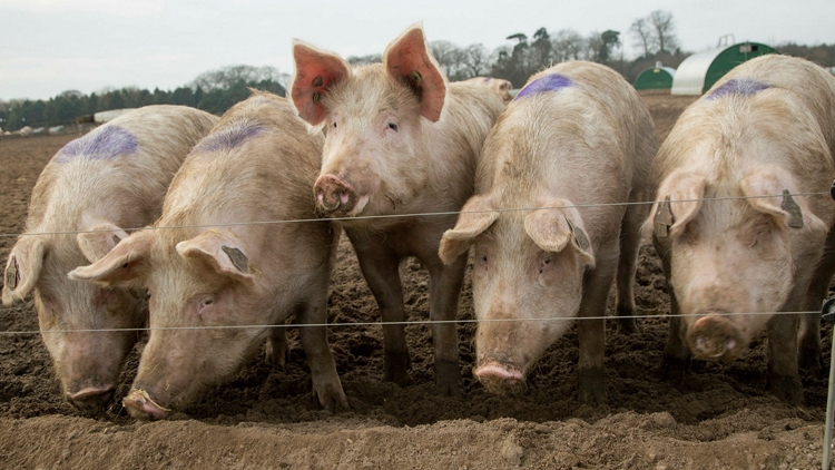 Hậu Brexit: Xuất khẩu lợn của Anh đối mặt với khủng hoảng