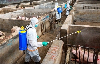 FAO và OIE: Cùng Việt Nam ngăn dịch tả lợn châu Phi