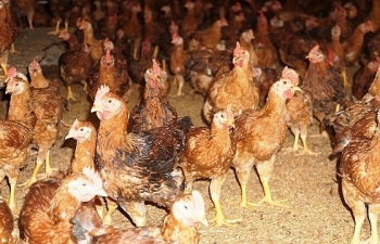 Nghệ An: Người chăn nuôi “điêu đứng” vì giá gà thịt giảm chưa từng có