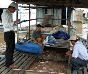 Phát triển nuôi cá rô phi cần gắn với tiêu thụ