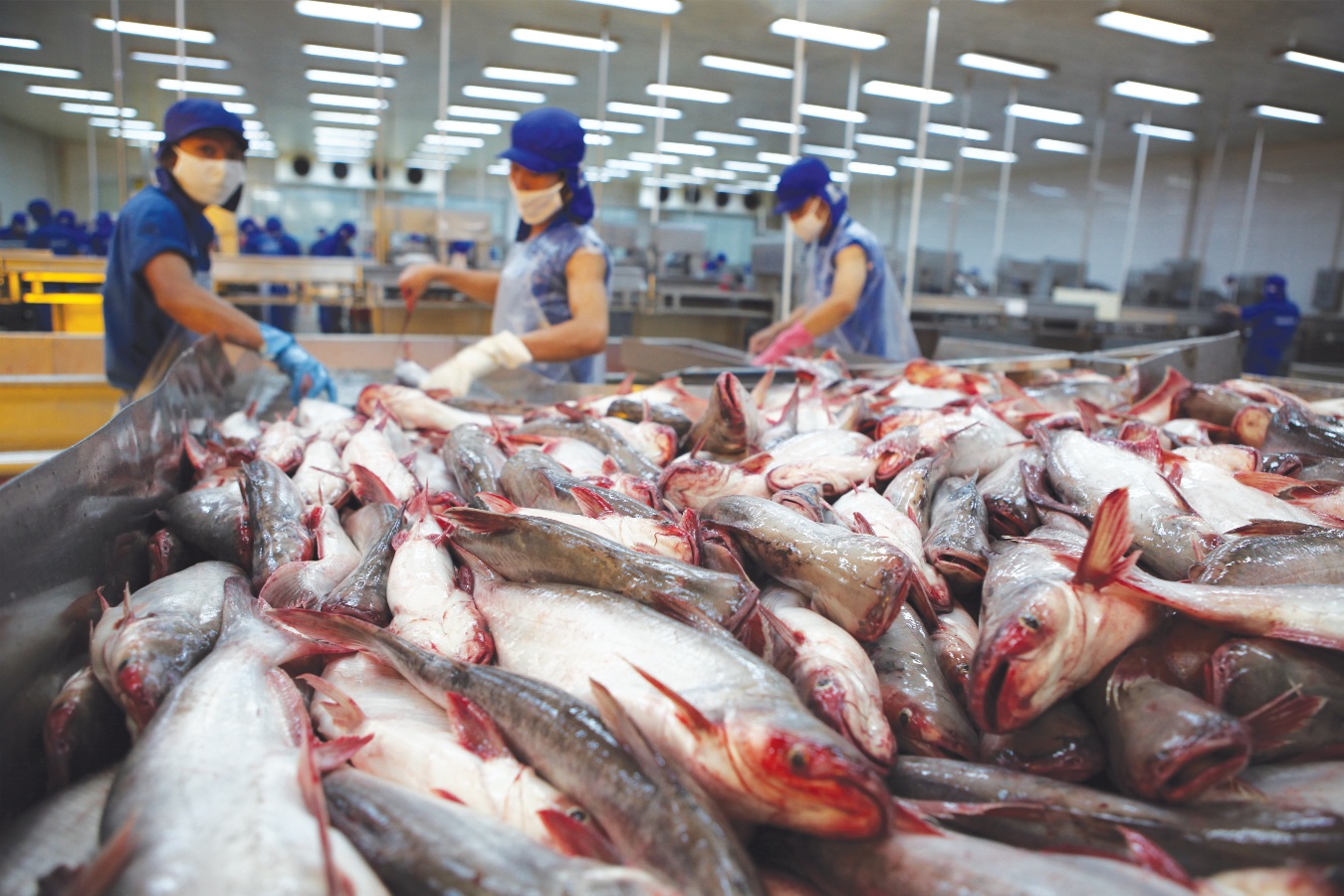 90% cá tra bán tại Mỹ nhập khẩu từ Việt Nam