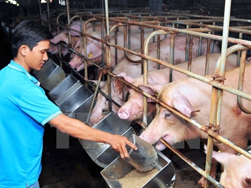 Giải cứu đàn lợn tồn trong dân - Bộ Công Thương bàn nhiều giải pháp