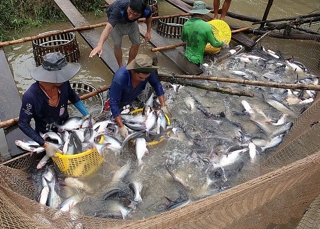 Tiền Giang: Giá cá tra thương phẩm tăng cao so với năm ngoái