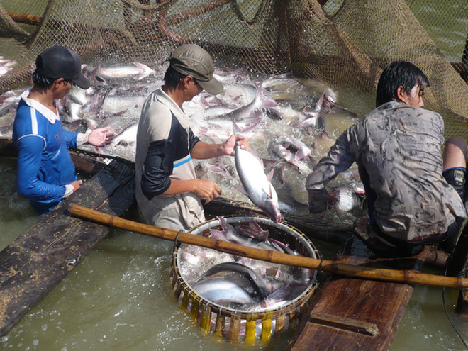 Thượng viện Hoa Kỳ hủy bỏ chương trình giám sát cá da trơn