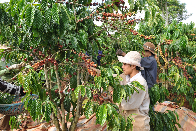 Sản xuất cà phê: Thích ứng với biến đổi khí hậu