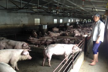 Ngành chăn nuôi lợn - Cần phương án "giải cứu" bền vững - Kỳ I: Chênh lệch giá do đâu?