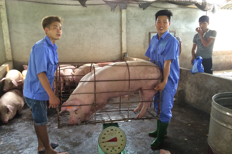Ngành chăn nuôi lợn - Cần phương án "giải cứu" bền vững - Kỳ II: Nâng cao giá trị sản phẩm