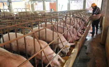Hải Phòng hỗ trợ người chăn nuôi lợn