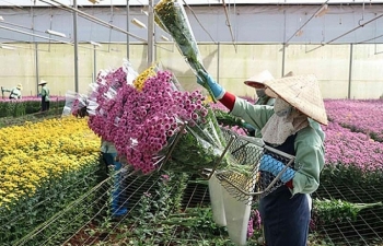 Lâm Đồng rau, hoa tăng giá trở lại nhà vườn phấn khởi