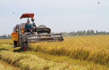 Gia tăng giá trị hạt gạo: Kỳ I - Những vụ mùa thắng lợi