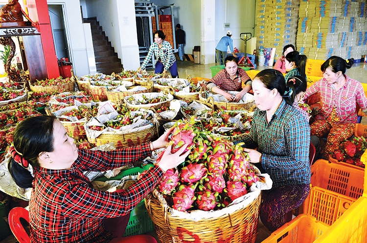 Xúc tiến thương mại: Kênh hỗ trợ chủ đạo thúc đẩy xuất khẩu