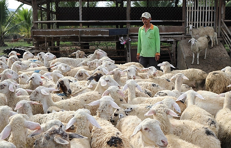 Ninh Thuận: Người chăn nuôi phấn khởi vì giá dê, cừu tăng cao | Thị trường | Vietnam+ (VietnamPlus)