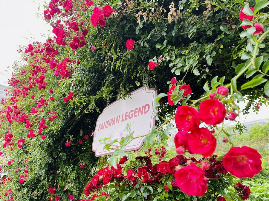 Ga đi cáp treo Fansipan hiện đang quy tụ hơn 10.000 gốc hồng leo. 