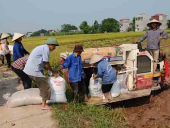 Thương hiệu gạo: Bài học từ... người đến sau