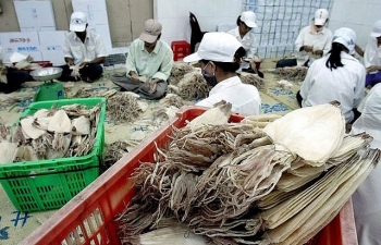 Người Hàn “chuộng” mực, bạch tuộc, doanh nghiệp thủy sản Việt “hốt bạc”