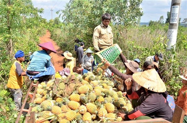 Gia Lai: Nông dân trồng dứa "hụt hơi" vì không có nơi tiêu thụ