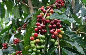 Xuất khẩu cà phê niên vụ 2017 – 2018 dự báo giảm vì giá thấp nhất 50 năm