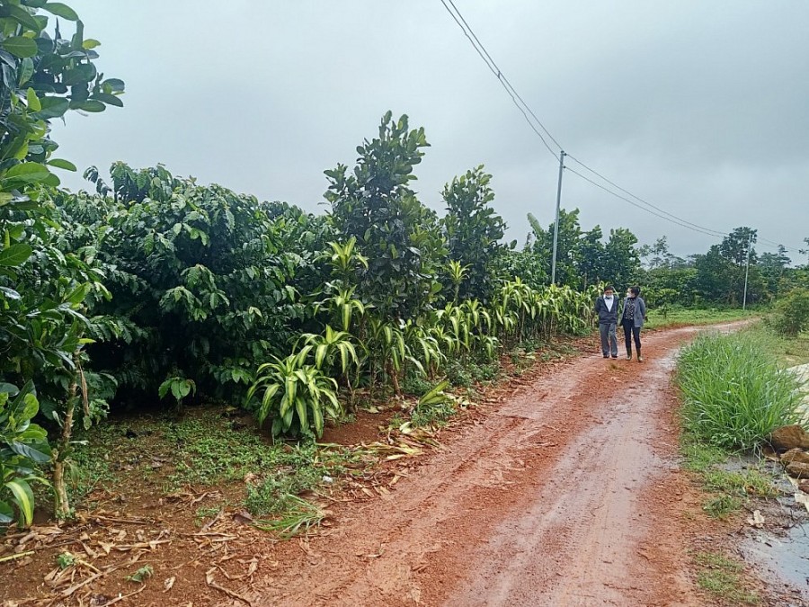 Diện tích đất UBND tỉnh Lâm Đồng giao thực hiện Dự án Trang trại nuôi heo công nghệ cao đã bị người dân xâm chiếm, trồng cà phê.