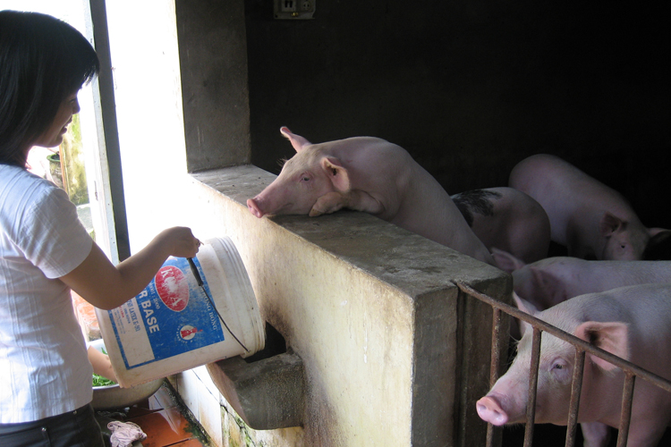 Trung Quốc ngừng thu mua lợn, người chăn nuôi lao đao