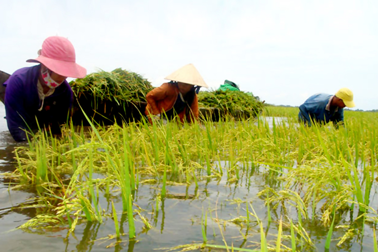 An Giang: Giá lúa tăng do bị lũ nhấn chìm gần 70 ha