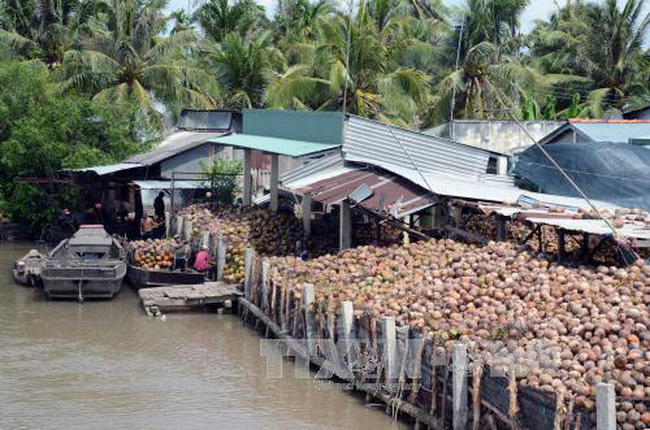 Giá dừa khô ở Trà Vinh tăng cao