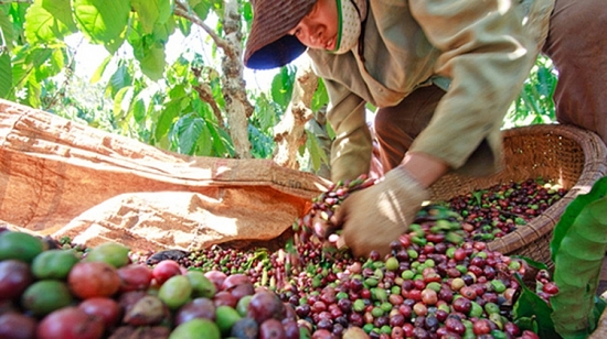 Xuất khẩu cà phê: “Cú huých” từ EVFTA