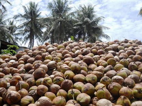 Dừa khô Bến Tre khan hàng giá tăng cao kỷ lục