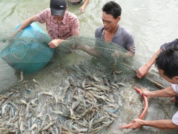 Tôm nguyên liệu ở Cà Mau đang tiếp tục đà tăng giá trở lại