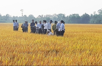 Liên kết sản xuất, phân phối: Giải bài toán đầu ra cho ngành lúa gạo