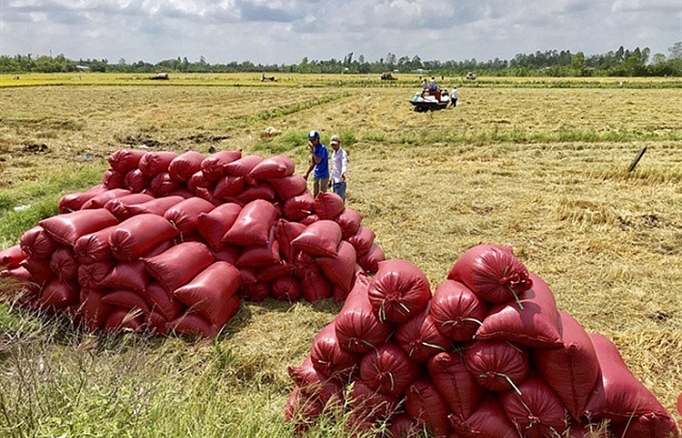 Vụ thu đông thất mùa, dự báo giá gạo có thể tăng