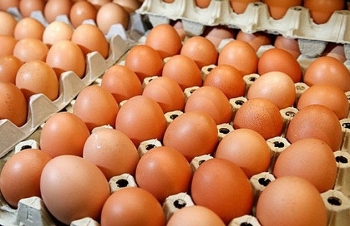 Giá trứng gia cầm bất ngờ tăng trở lại sau một thời gian dài giảm sâu