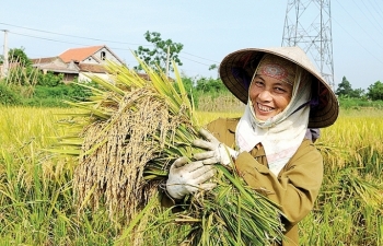 Xuất khẩu gạo sang Trung Quốc: Hiểu rõ nhu cầu thị trường