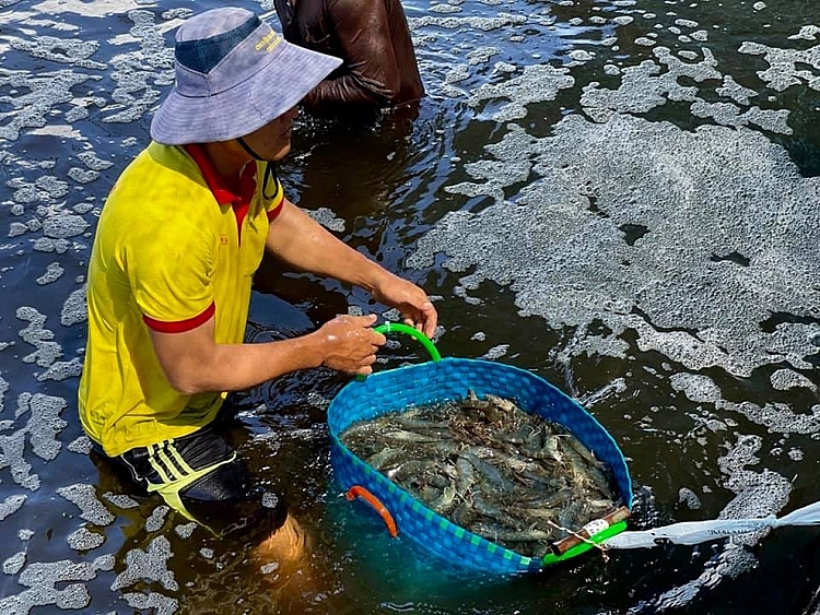 Phát triển nuôi tôm biển công nghệ cao tại huyện Bình Đại  Báo Đồng Khởi  Online