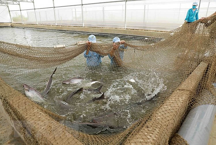 Khu vực nuôi cá tra bố mẹ của Tập đoàn Việt-Úc