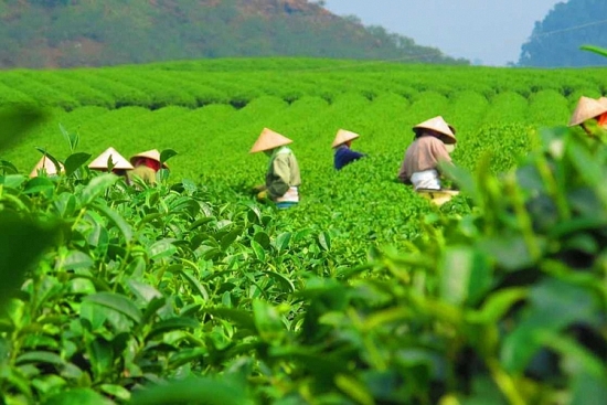Việt Nam là thị trường cung cấp chè lớn thứ 7 cho Hoa Kỳ
