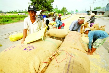 Gỡ khó cho xuất khẩu gạo: Đồng bộ các giải pháp