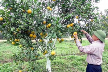 Nghệ An sẽ dán tem điện tử cho 550 nghìn quả cam trong năm 2017