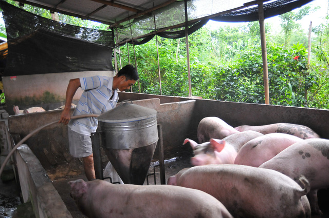 Giá heo hơi tại Đồng Nai, thủ phủ chăn nuôi của cả nước lại rớt thê thảm sau vụ heo bị phát hiện tiêm thuốc an thần tại lò mổ Xuyên Á