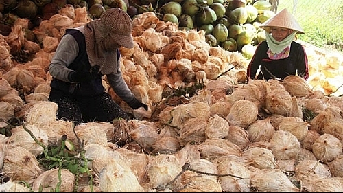 Giá dừa khô thấp kỷ lục