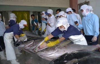 Xóa thẻ vàng IUU: Không mua hải sản bất hợp pháp