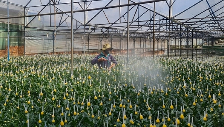 Giá tăng, nông dân đang tích cực chăm sóc hoa cúc để cung ứng nhu cầu thị trường