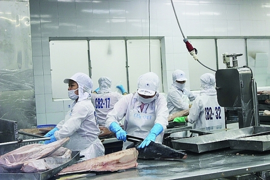 Xuất khẩu cá ngừ sang thị trường Trung Quốc tăng 3 lần