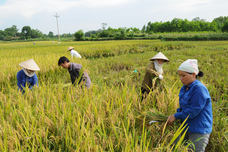 Sản xuất lúa gạo sạch: Nhân rộng mô hình chuỗi liên kết