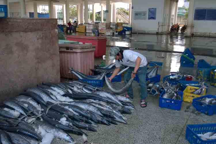 Tiêu thụ hải sản tồn kho tại các tỉnh miền Trung: Còn e dè