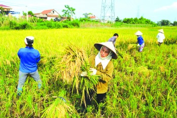 Chiến lược tạo giống lúa ứng phó với biến đổi khí hậu